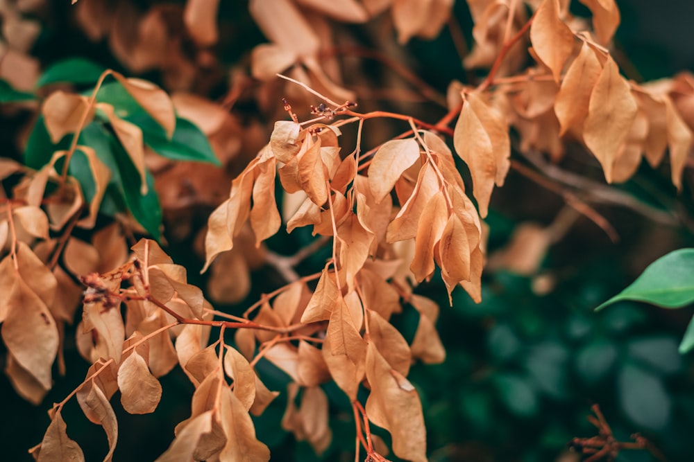 macro photography of brown leaves tree