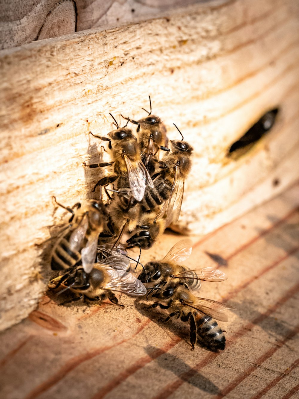 group of black and yellow bees