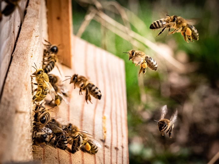 The Intricate Language of Bees: