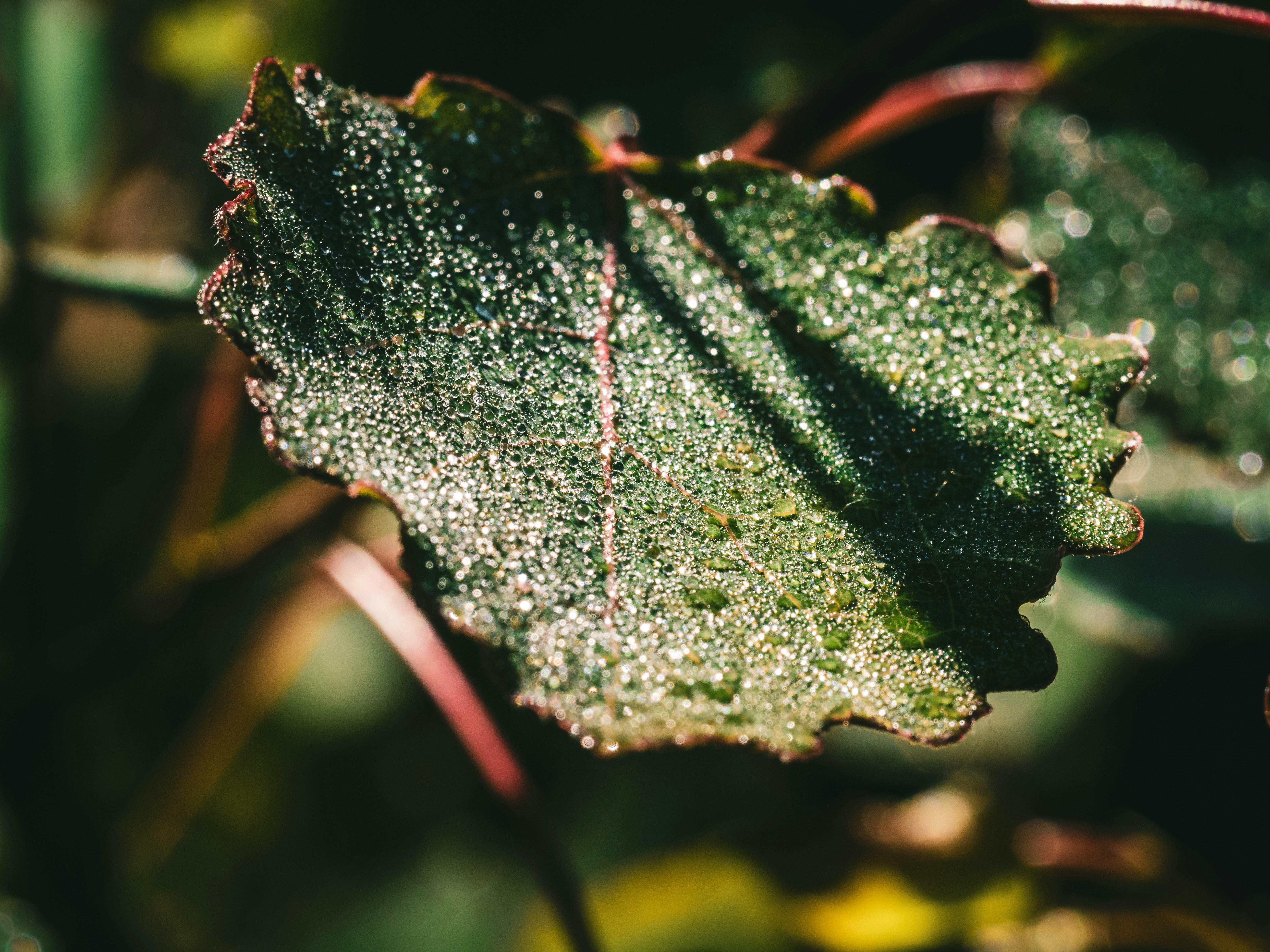 A single leaf falling gently onto calm water, evoking a sense of peace and acceptance in loss.