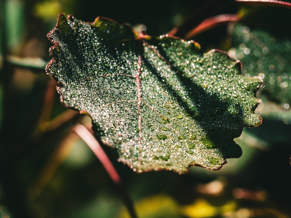 selective focus photography of green leaf