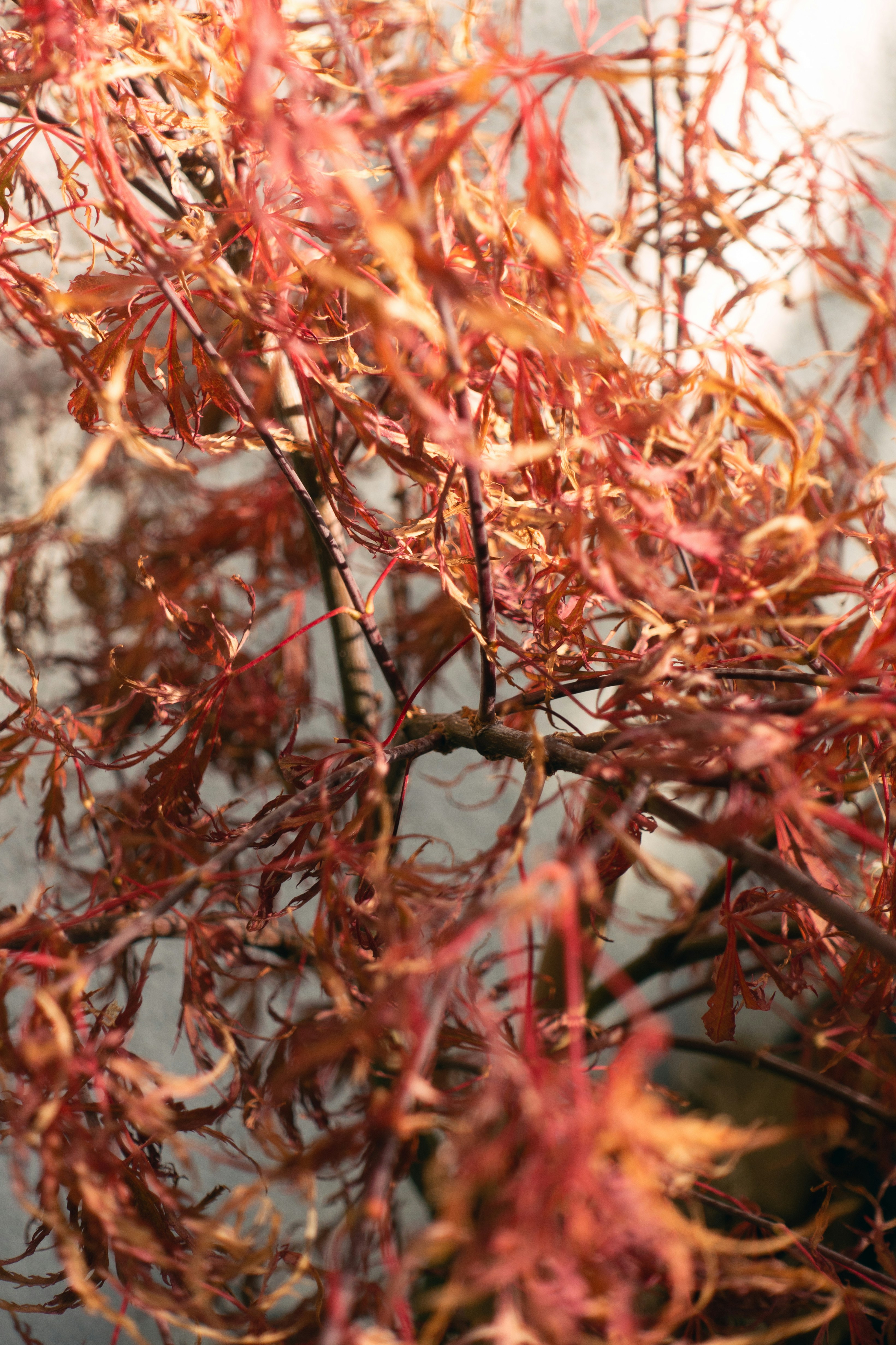 Photo by markuswinkler