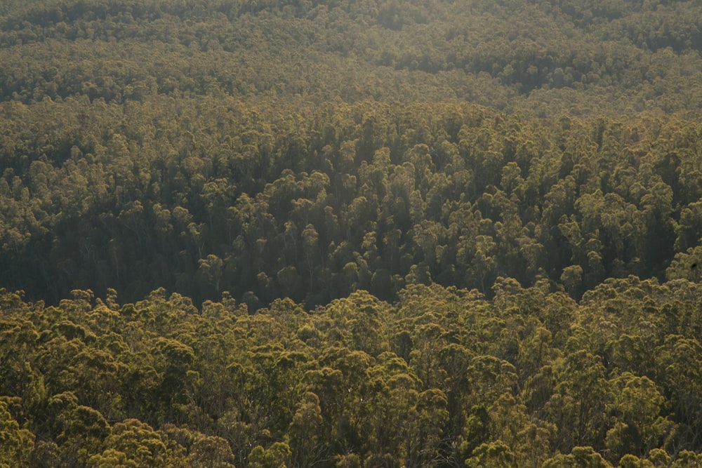 green-leafed trees field