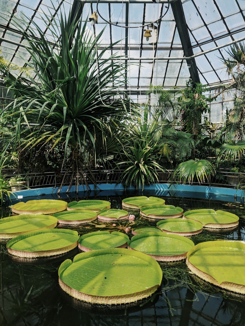 lotus pods on boy of water