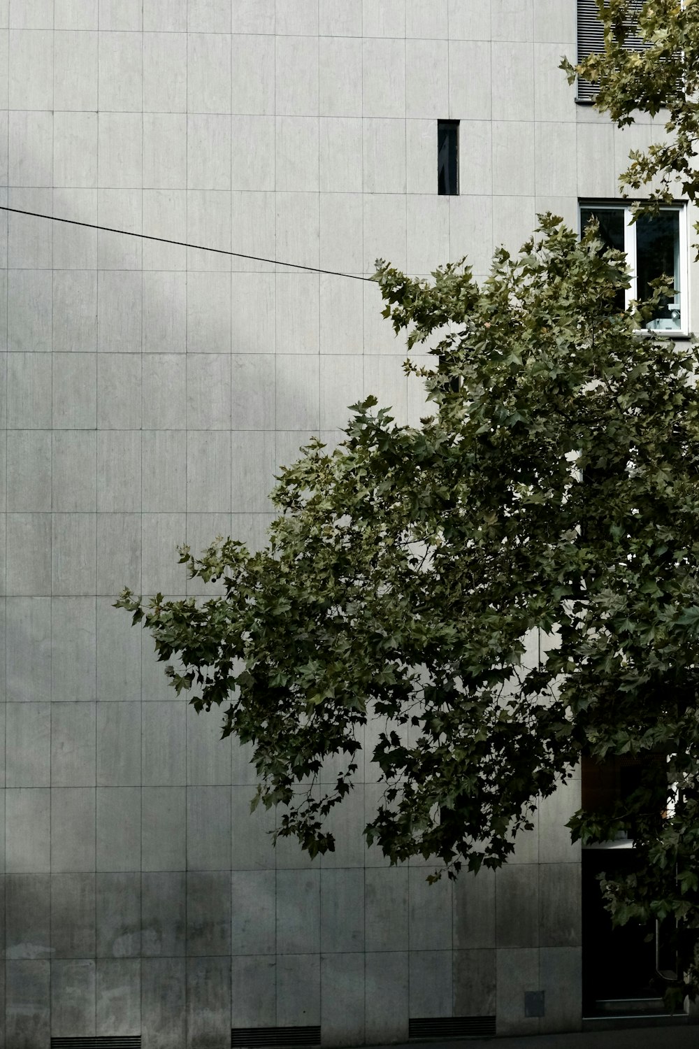 green leaf tree near gray concrete building