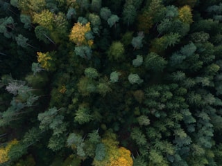 Aerial view of a dense forest with diverse tree species.