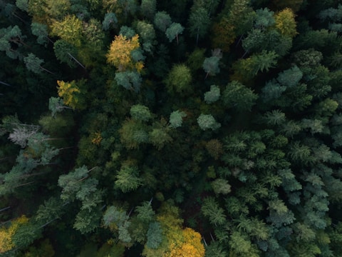 Aerial view of a dense forest with diverse tree species.