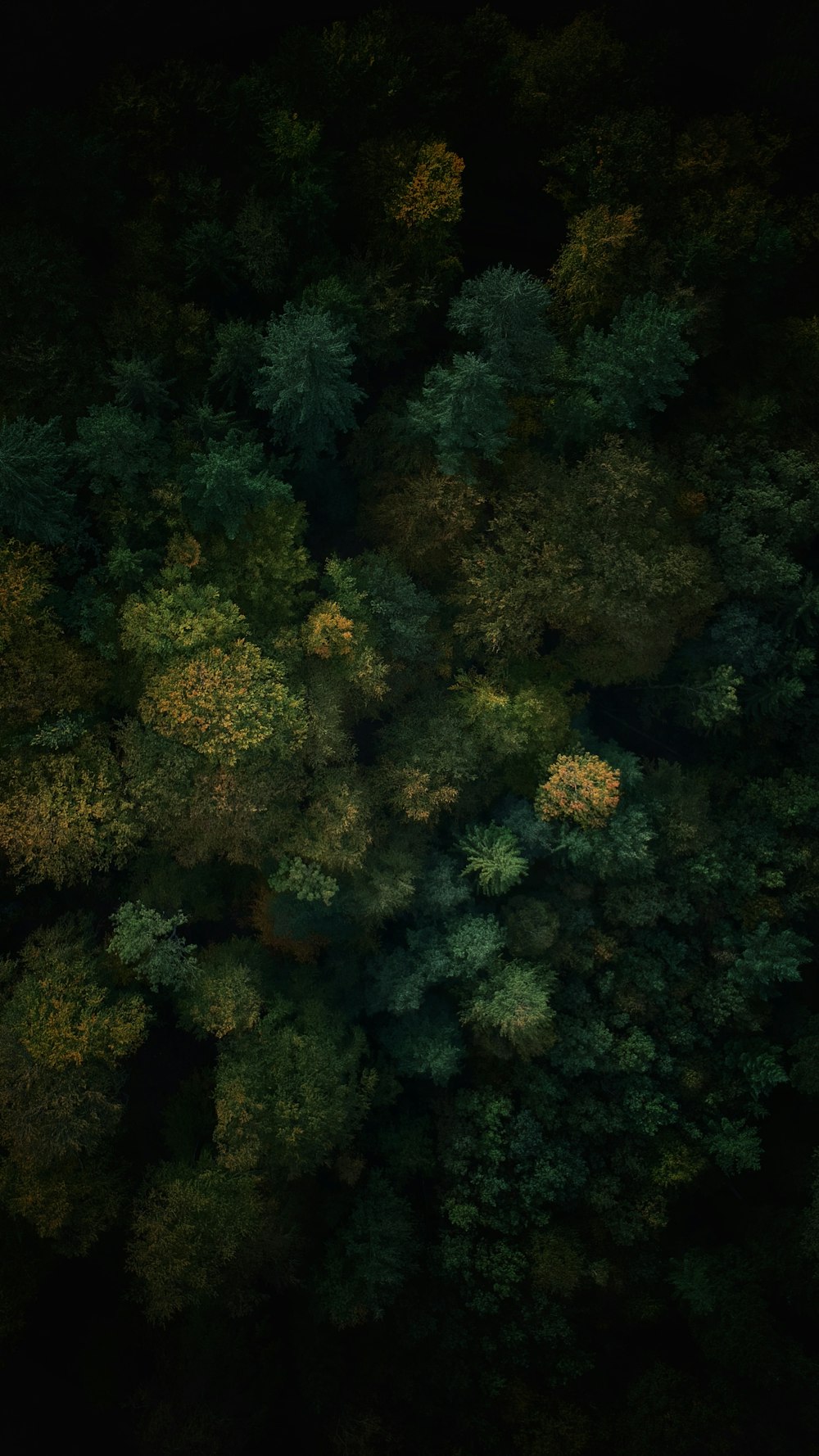 an aerial view of a forest with lots of trees