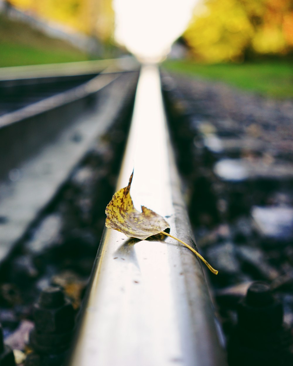 a lone leaf is sitting on a rail