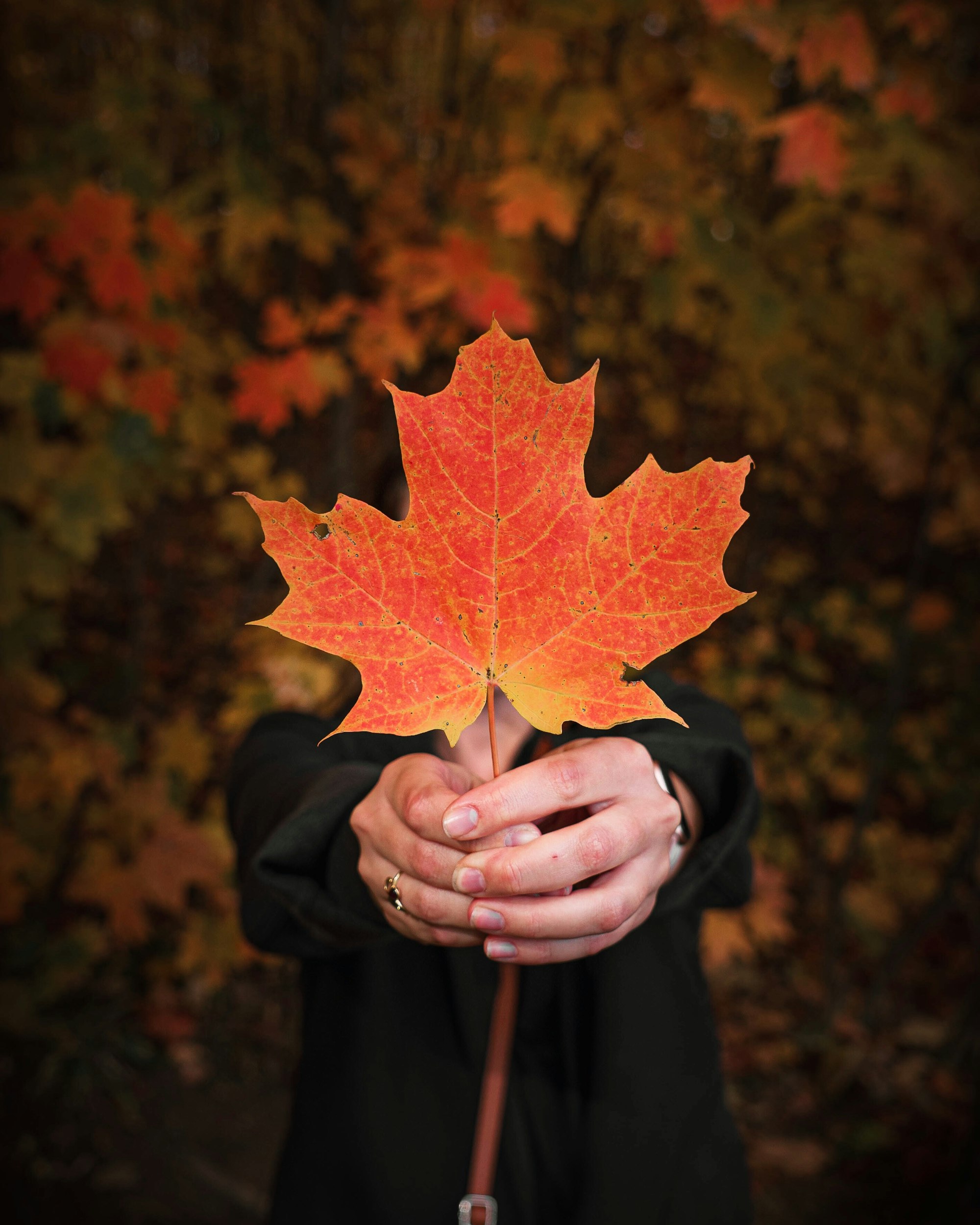 Maple Leaf Fall