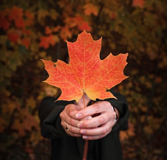 person holding maple leaf