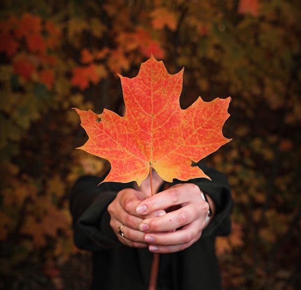 person holding maple leaf