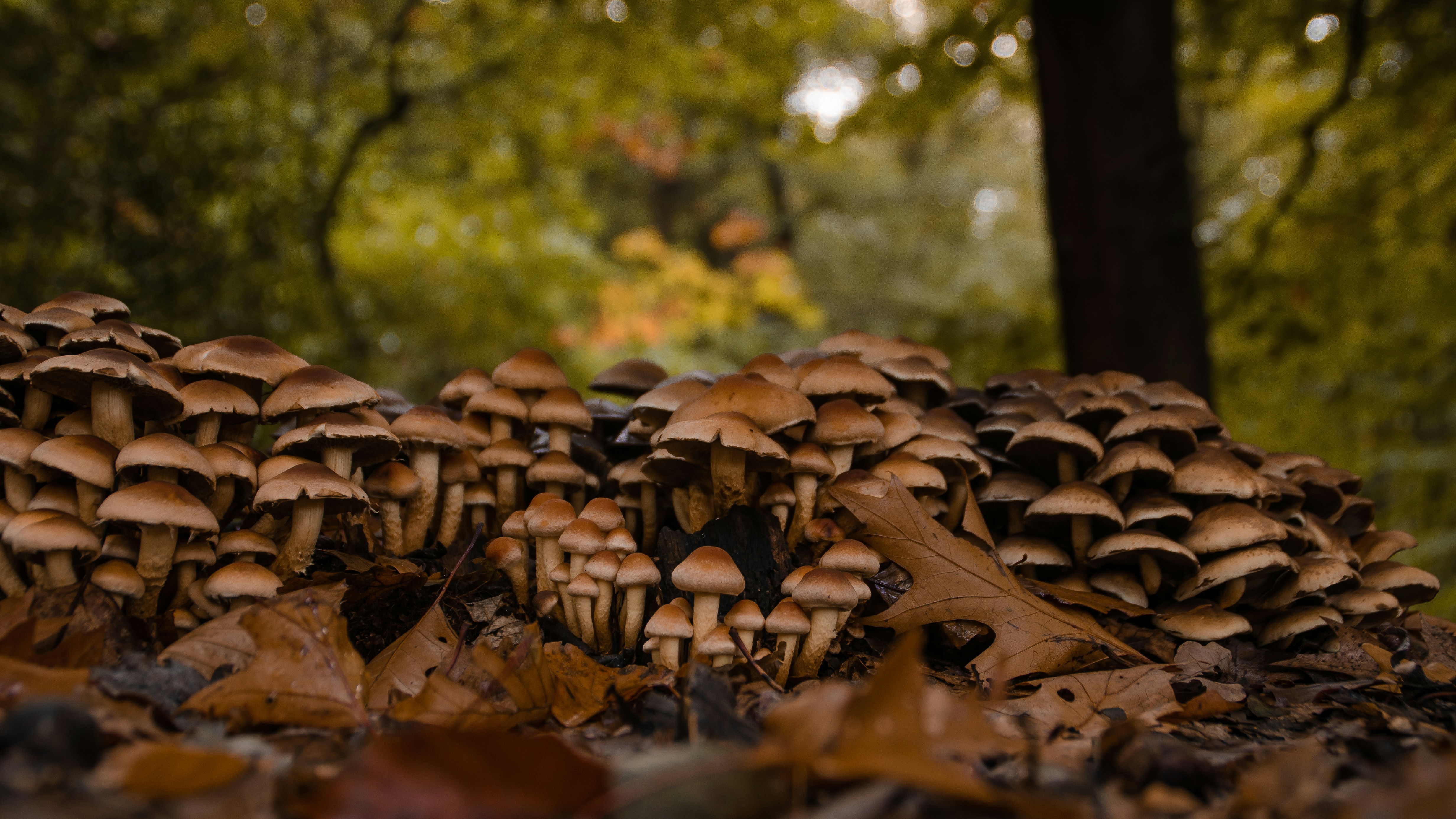 Photo by joelvschoon