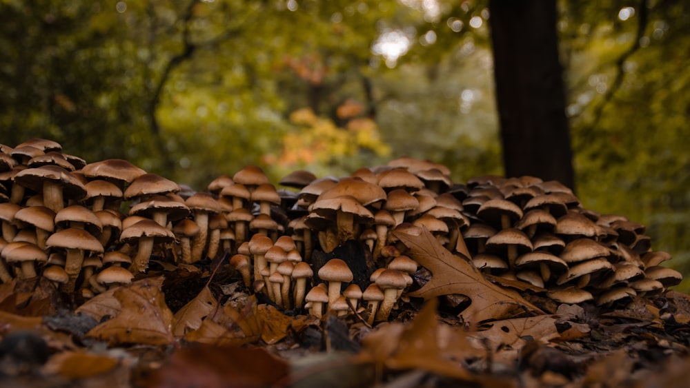 brown-and-red mushrooms