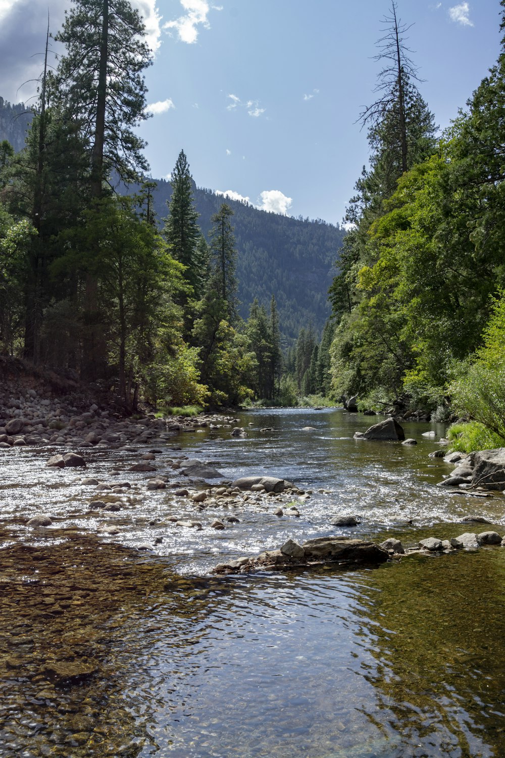 body of water between trees