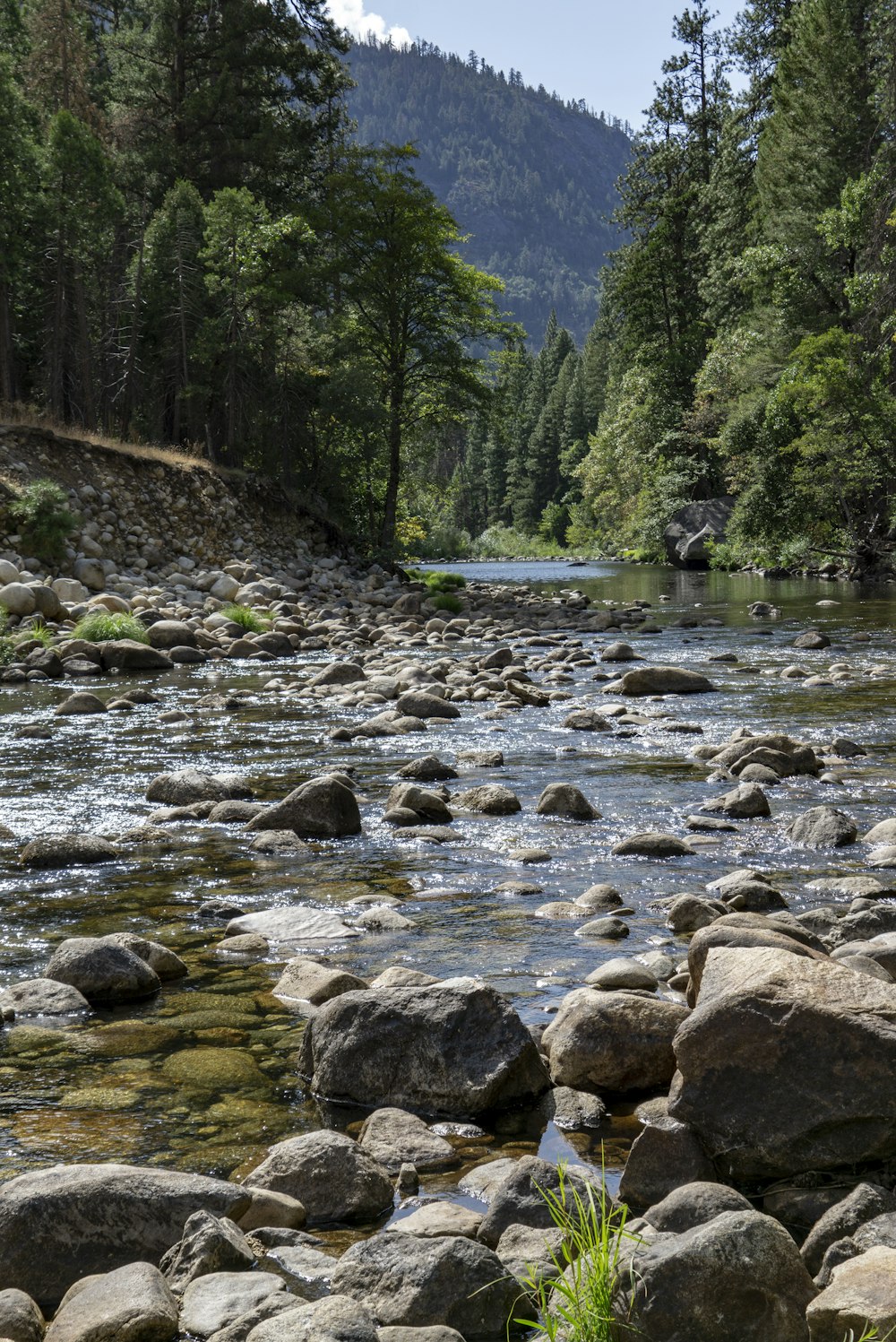 body of water between trees