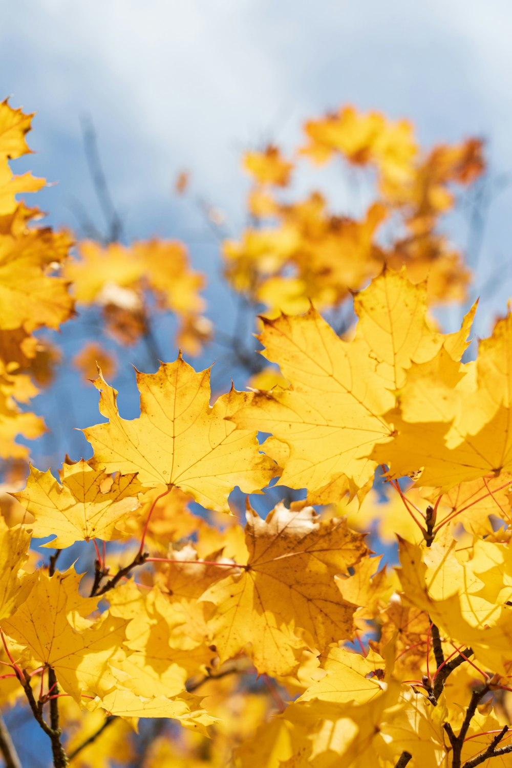 yellow maple leaves