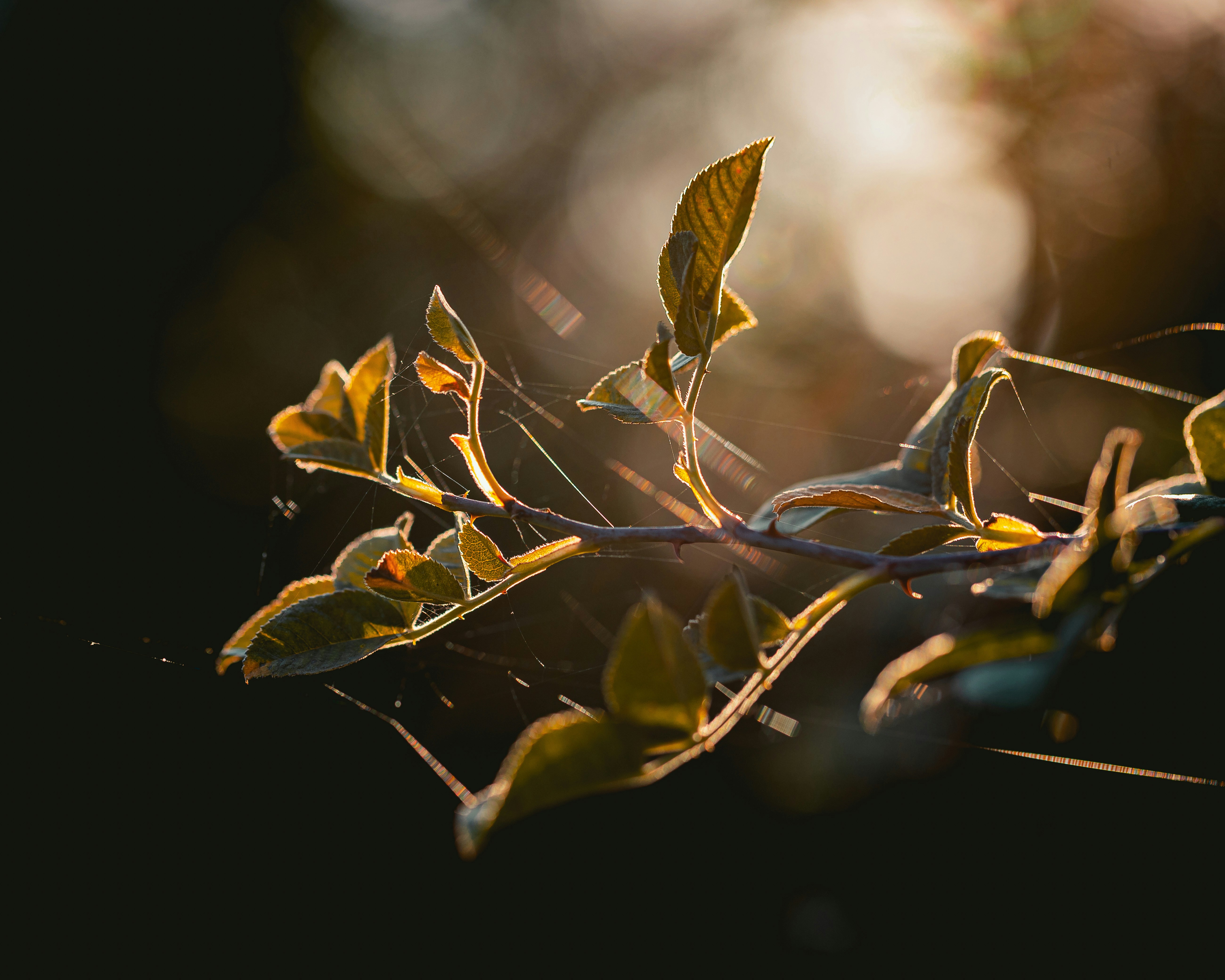 Photo by niklas_hamann