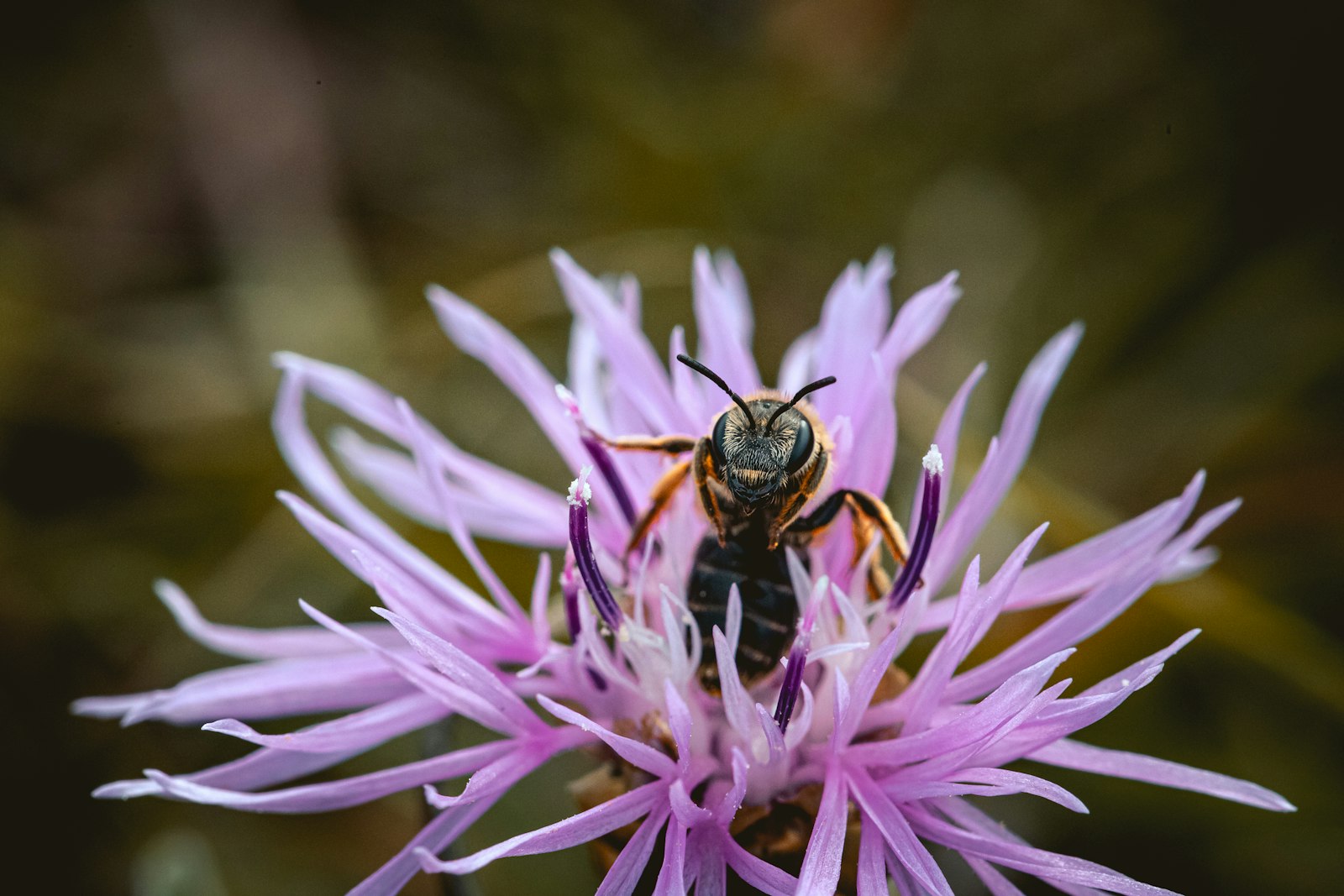 Canon EOS 6D Mark II + Canon EF 100mm F2.8L Macro IS USM sample photo. Bee on purple flower photography