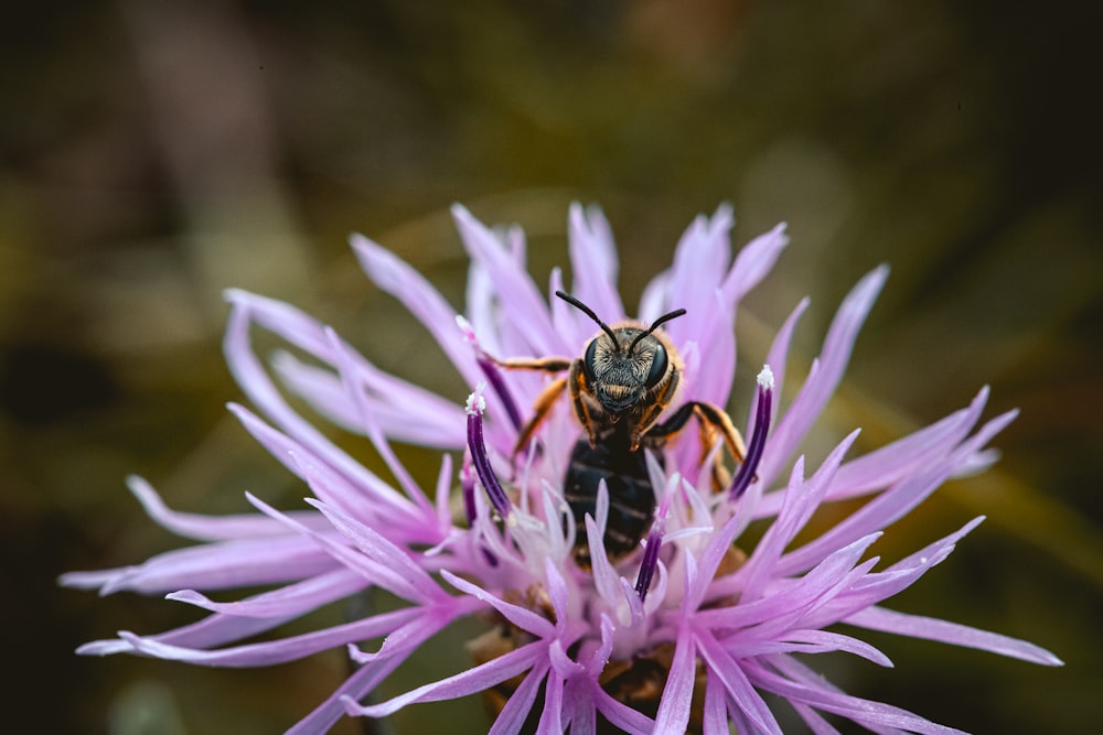 bee on purple flower