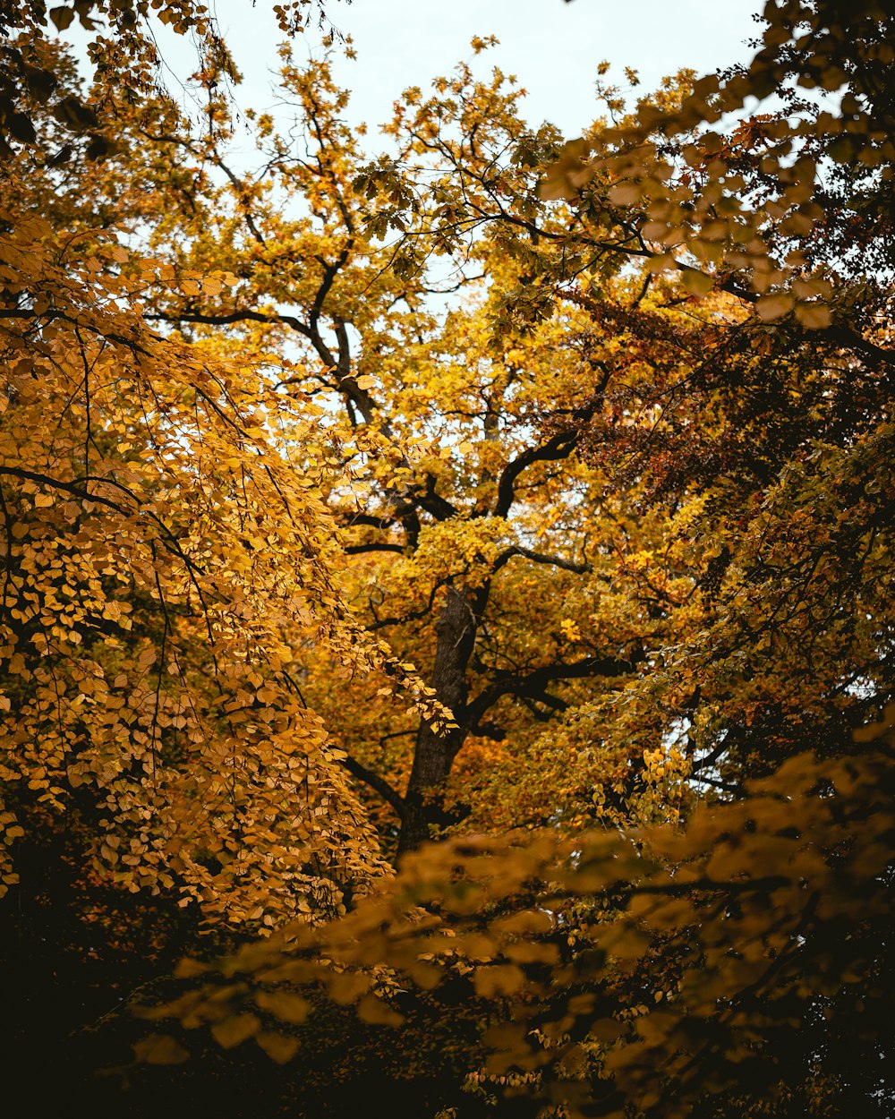 yellow leafy tree