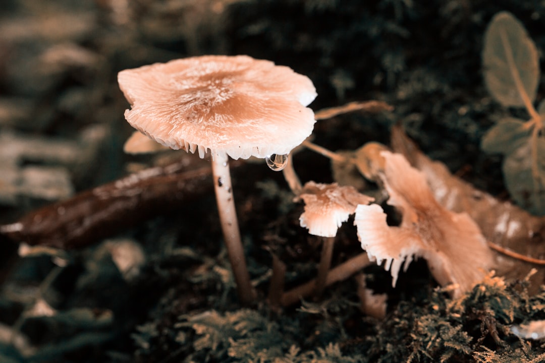 brown wild mushrooms