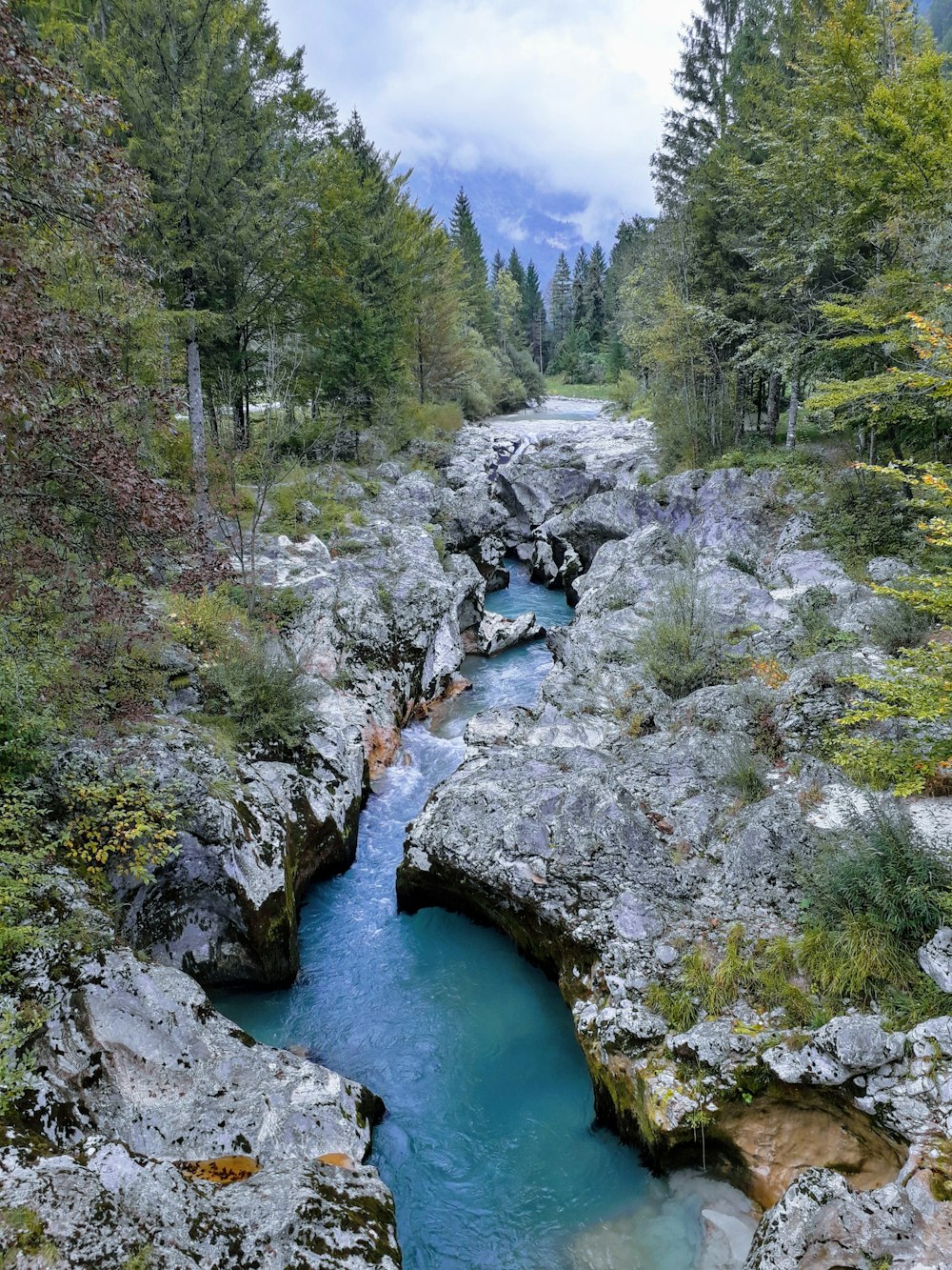 Fluss zwischen grünblättrigen Bäumen unter weißem Himmel