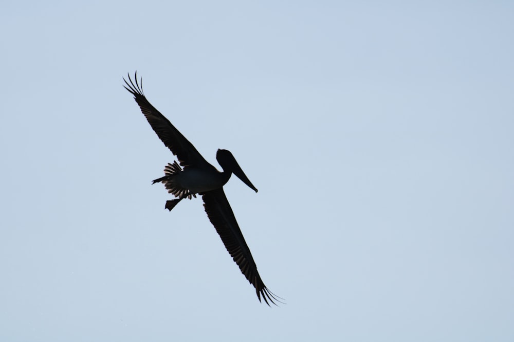 silhouette of flying pelican