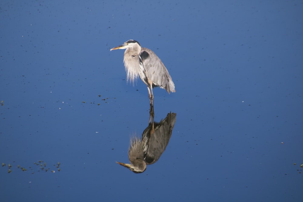 brown and gray heron