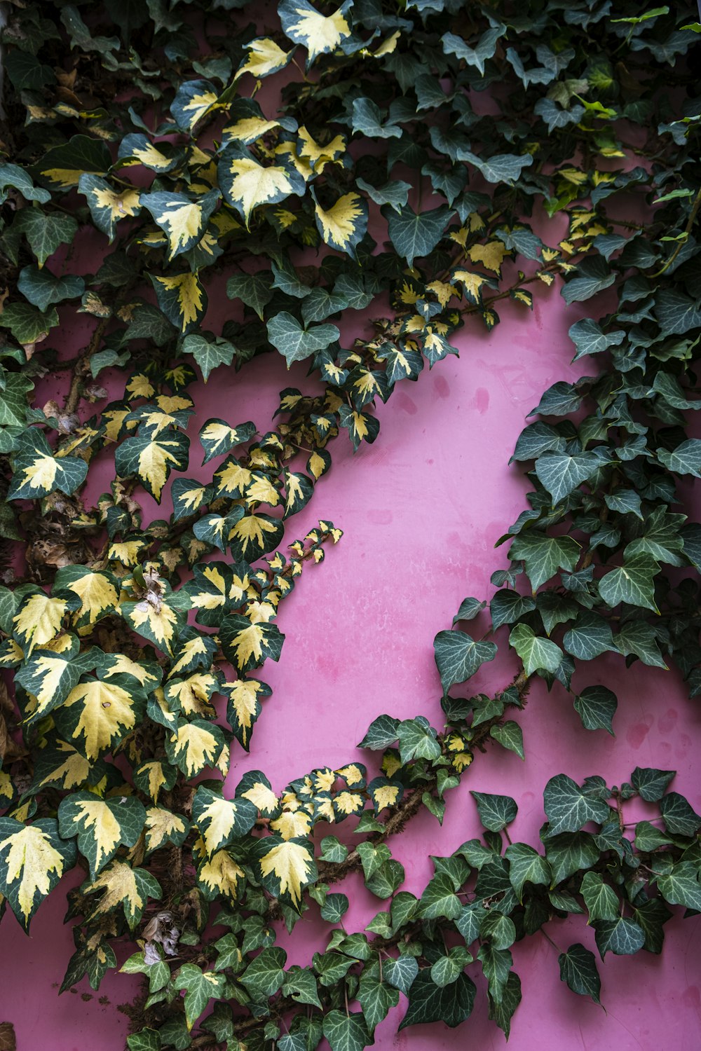 green and yellow leafy vine on pink wall