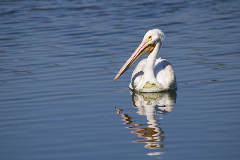 white swan on body of water