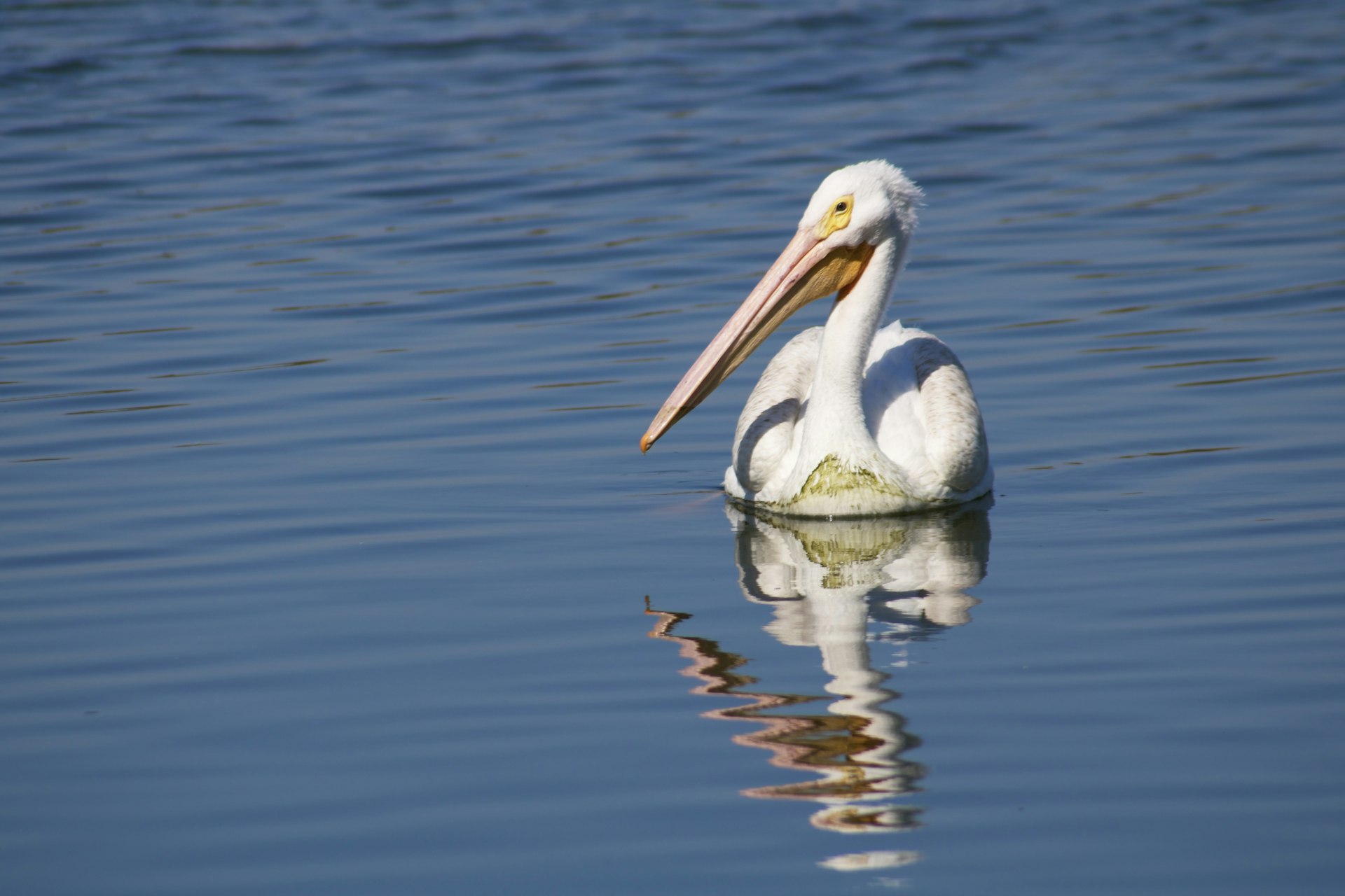 san-joaquin-wildlife-sanctuary-irvine