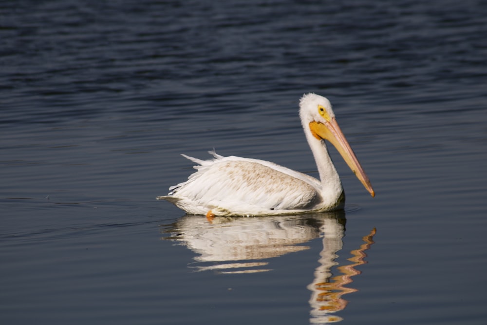 white pelican