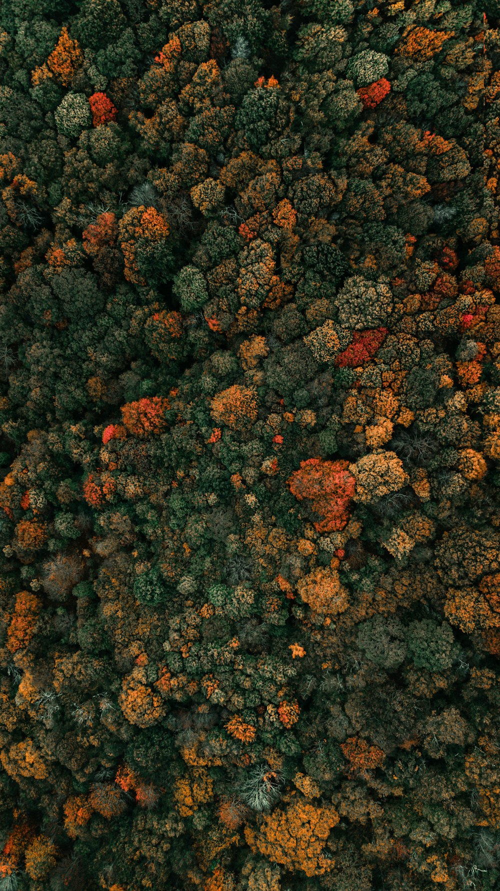 녹색 잎 나무의 항공 사진