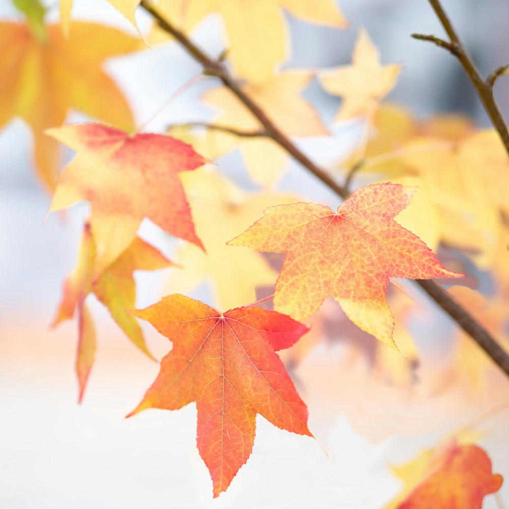 orange leafed tree