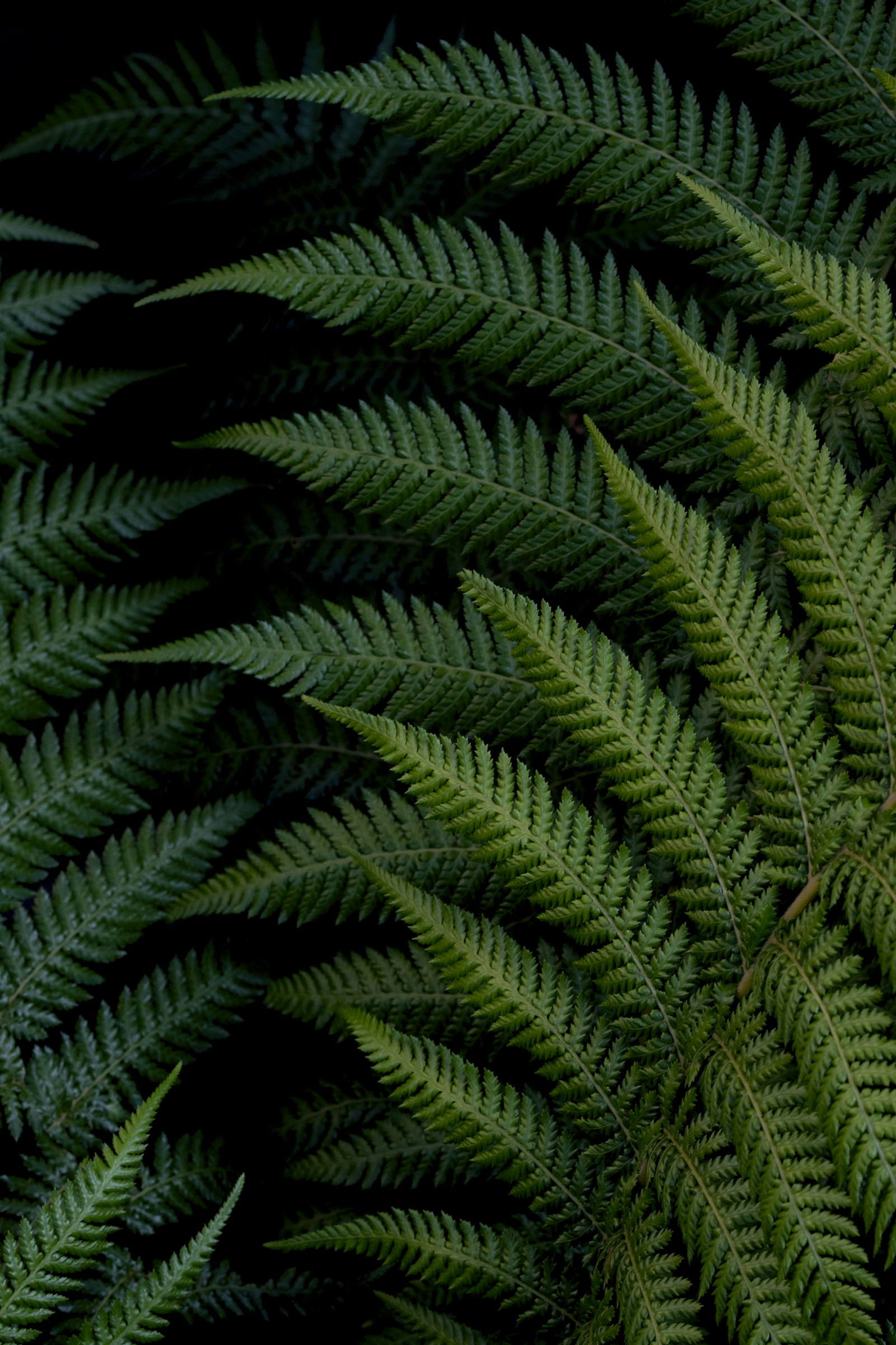 Nikon D850 + Nikon AF-S Nikkor 70-200mm F2.8G ED VR II sample photo. Green fern plant photography