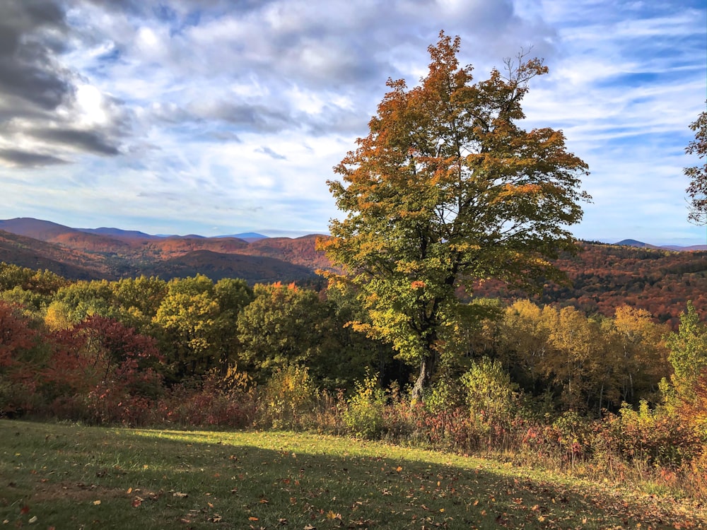 arbres à feuilles brunes et vertes