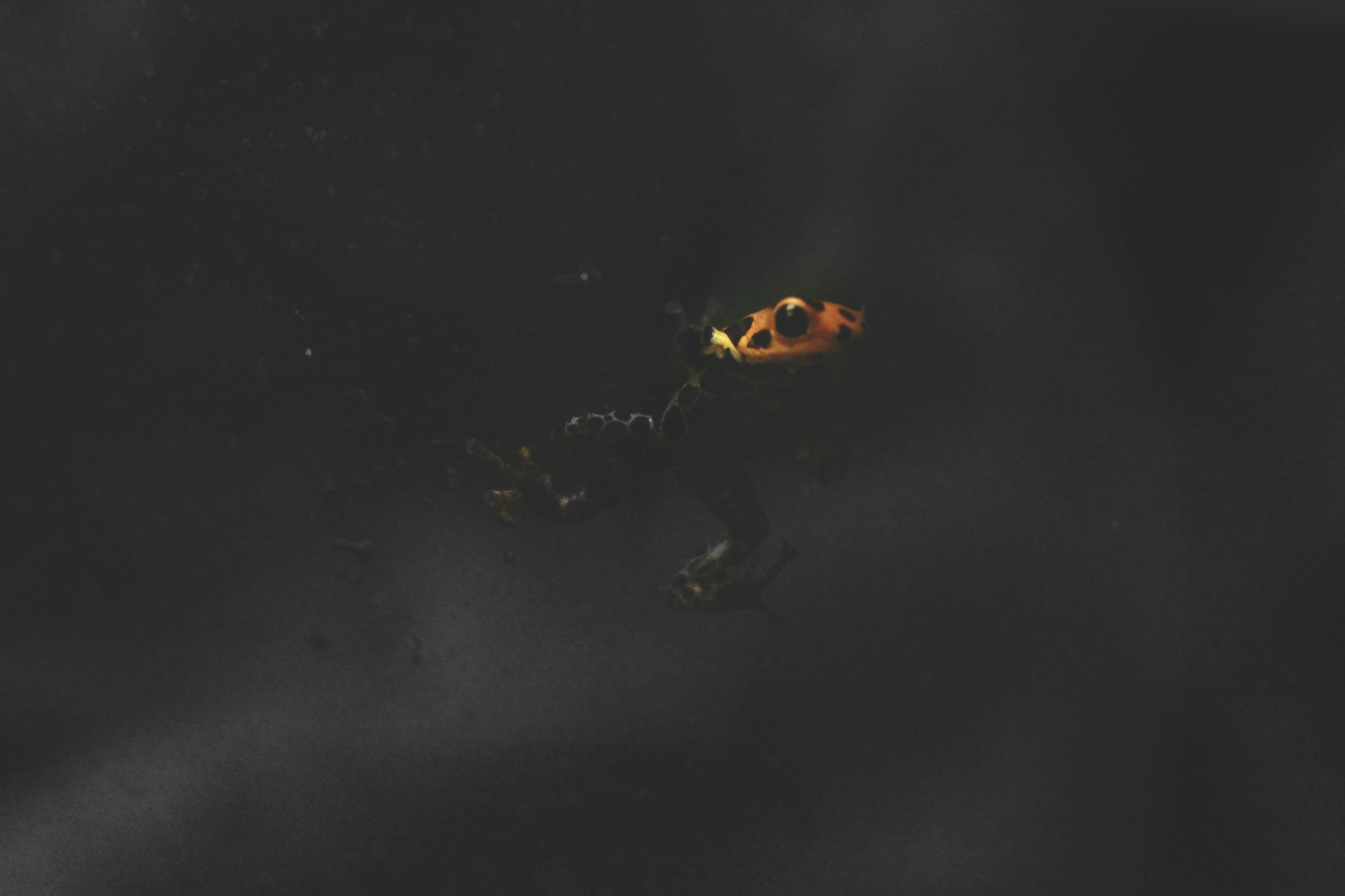 underwater photography of brow and green frog