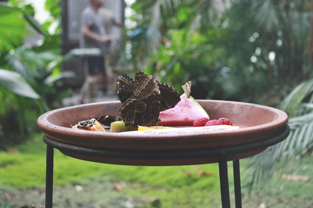 two brown butterflies