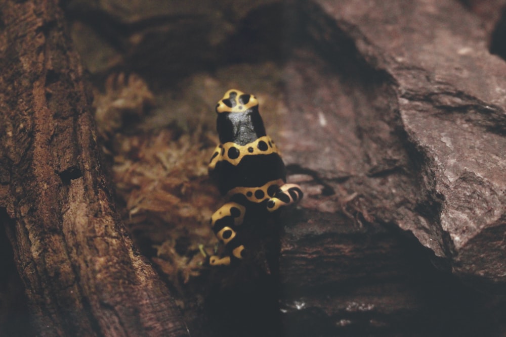a yellow and black gecko sitting on top of a rock