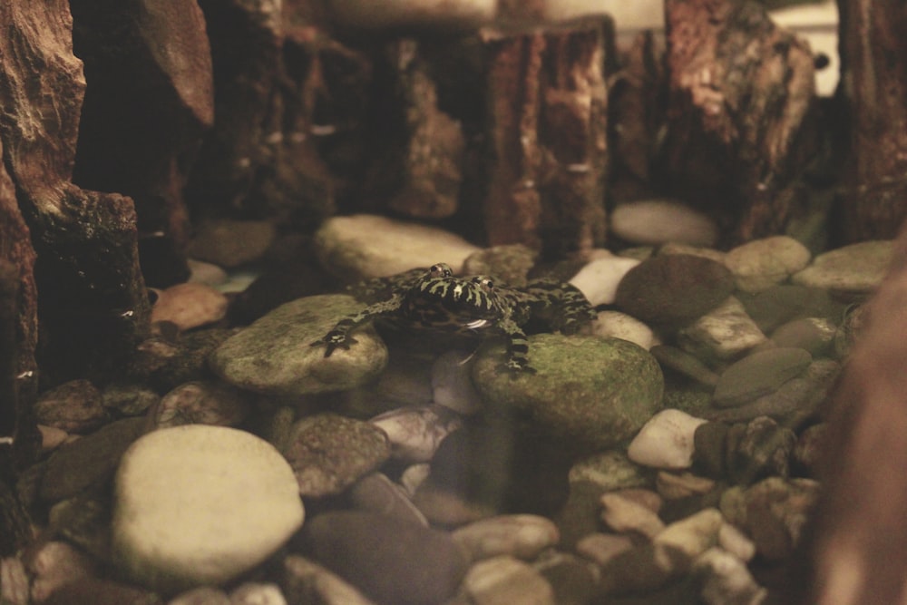 black and green frog