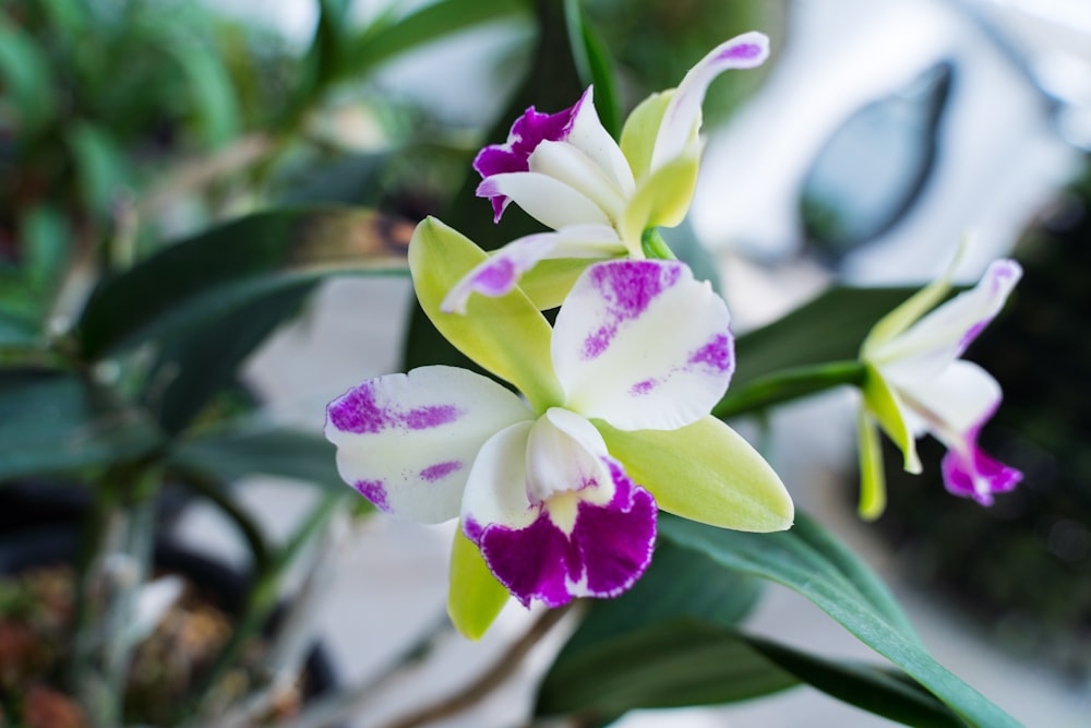 white and purple petaled flowers close-up photography