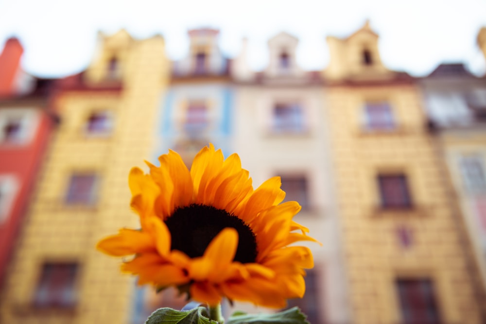 gelbe Sonnenblume vor braunem Gebäude