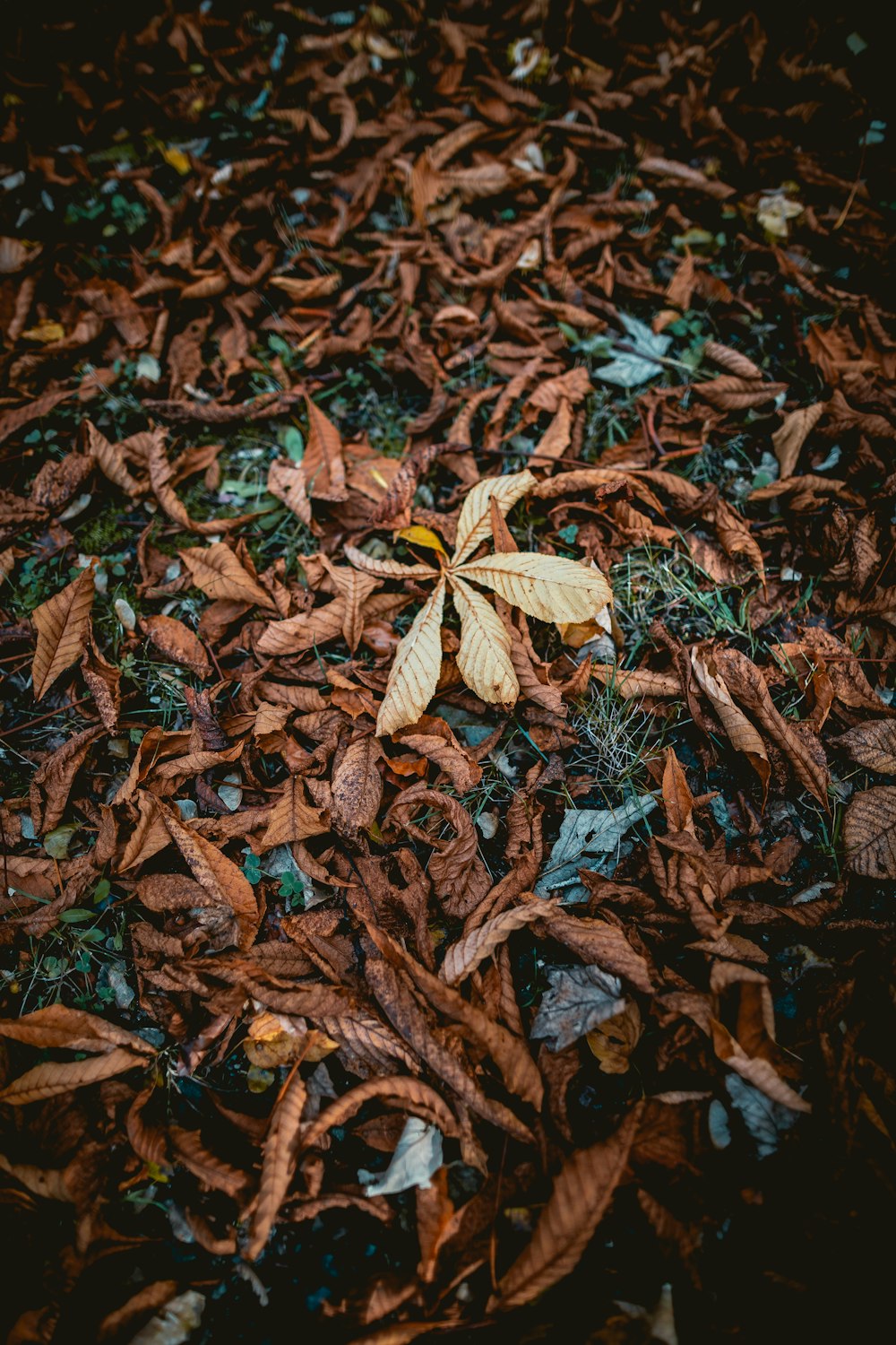 brown leaves