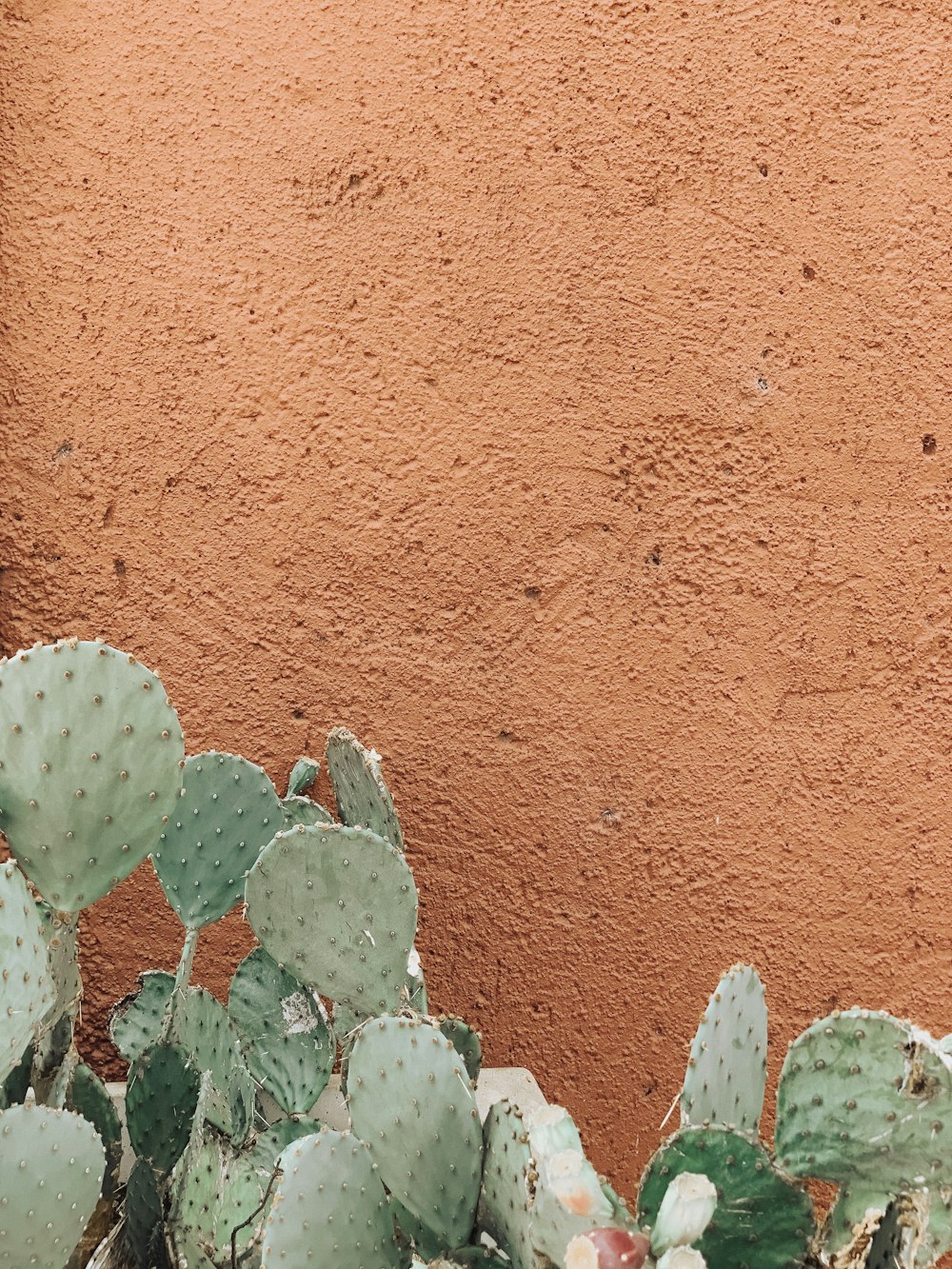 Fotografía de primer plano de plantas de cactus verdes