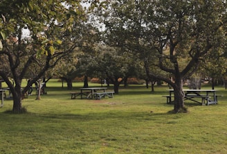 green-leafed trees