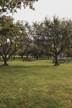 Image of a clean park representing environmental care.