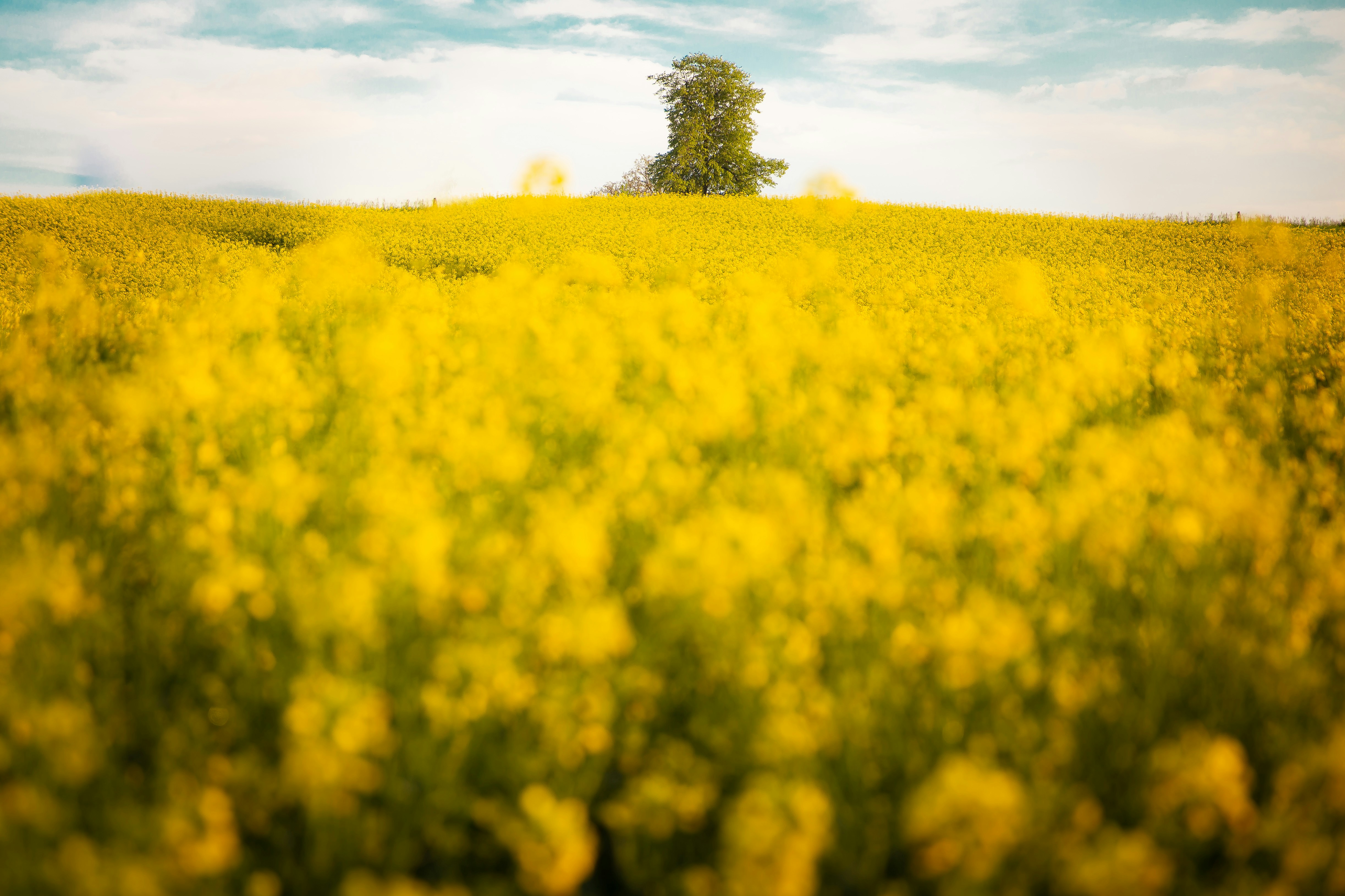 Photo by alisonstardust