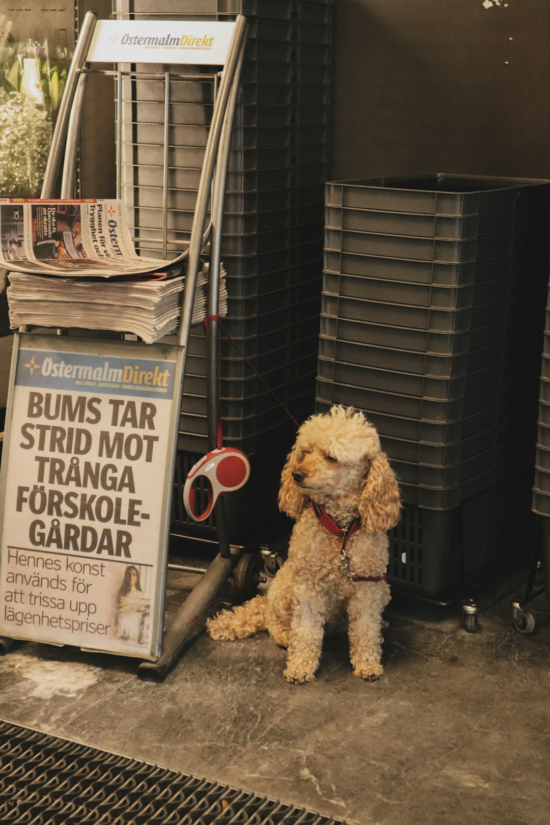 long-coated white and brown dog near black plastic container