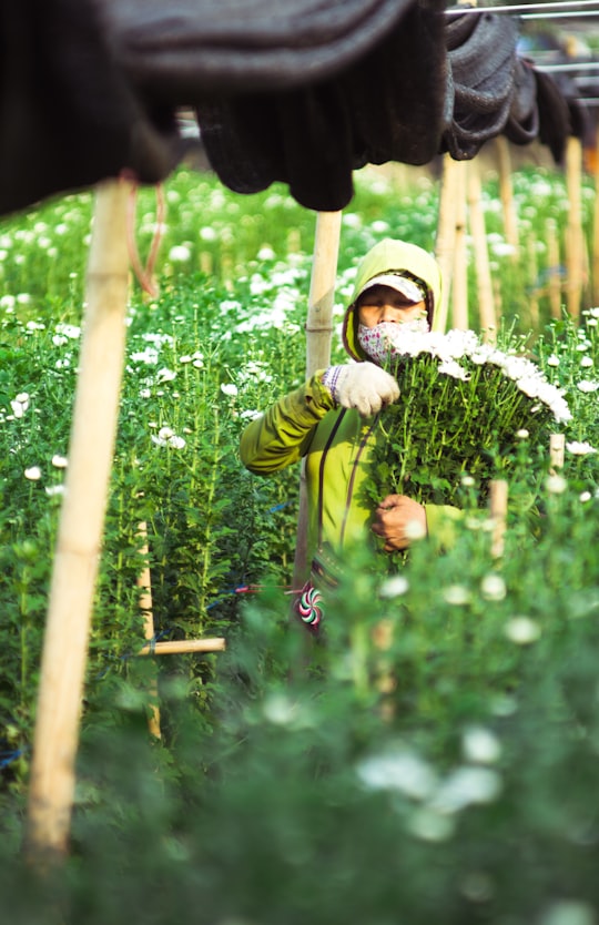 person holding white flowers close-up photography in Hanoi Vietnam